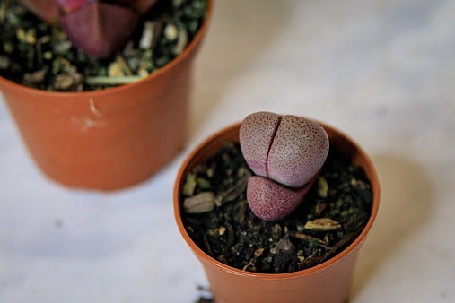 Split rock succulent (Pleiospilos nelii)