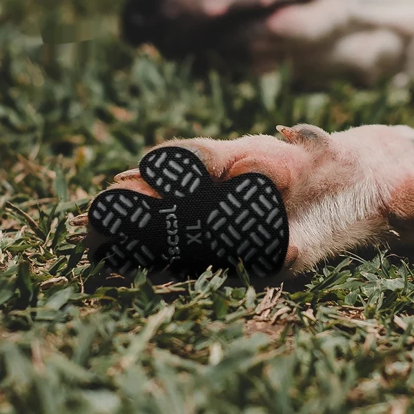Dog Paw Protection