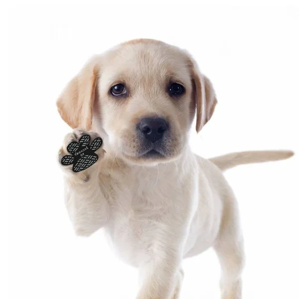 Dog Paw Protection