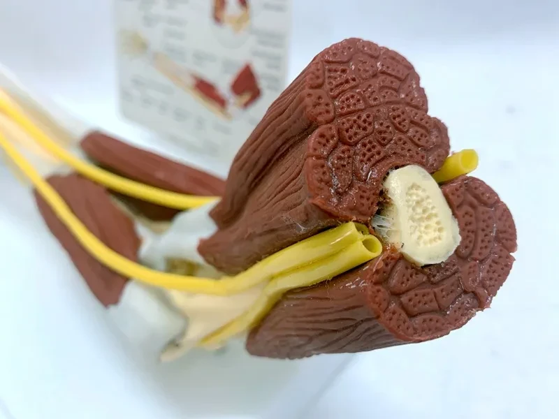 Ligament Joint Model Into Muscle Nerve Anatomy Human Skeleton Skull Arm Teaching Aid