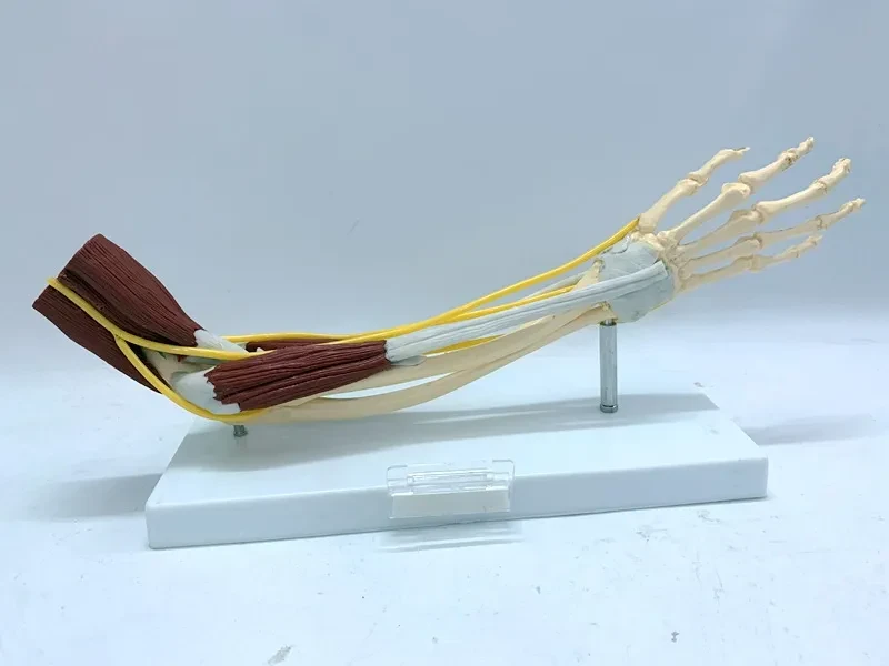Ligament Joint Model Into Muscle Nerve Anatomy Human Skeleton Skull Arm Teaching Aid