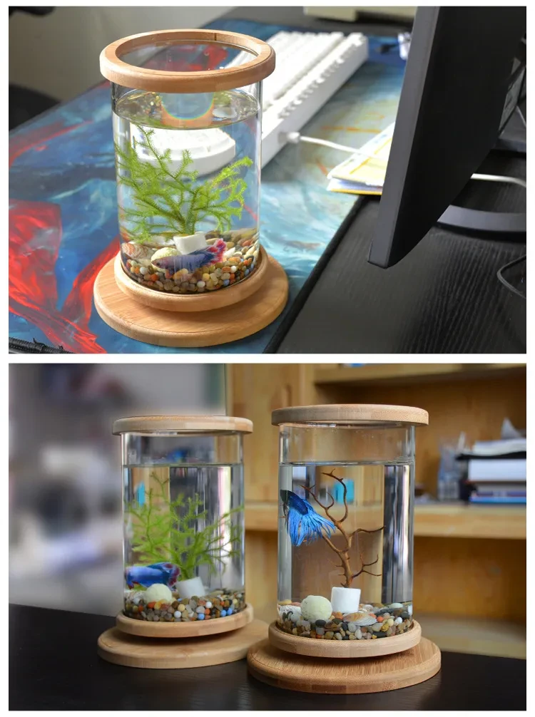 Office Betta Fish