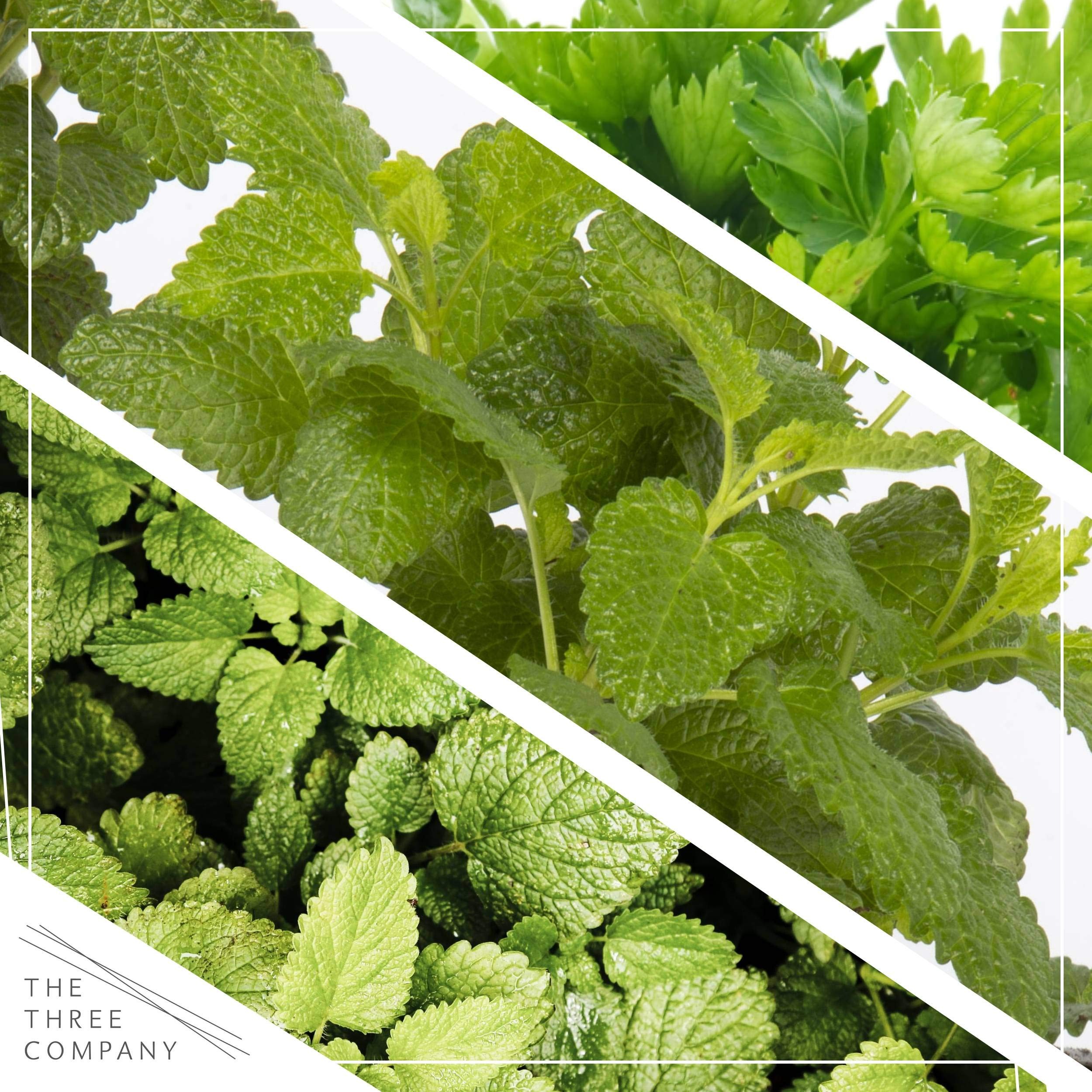 HERB ASSORTED (LIVING HERBS) (CHCH) (PER POT) - [PRODUCE]