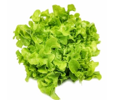 LETTUCE GREEN OAK (EACH) - [PRODUCE]